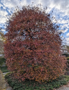 Outside my Winter House kitchen is this beautiful Nyssa sylvatica, blackgum, or black tupelo. Its summer leaves are a dark green, but in the fall its foliage turns yellow, orange, bright red, purple or scarlet – all colors that may appear on the same branch.