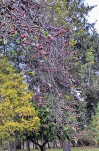This is also a crabapple with fruits still hanging off its branches. While related to regular apples, crabapples are smaller in comparison and much more tart than regular apples.