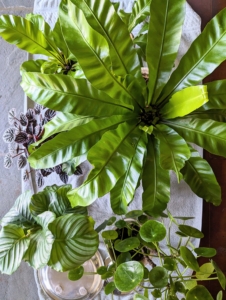 All the plants are groomed and transported to my Winter House porch. Ryan selects those specimens that are blooming or looking especially lush.