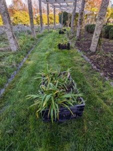 I am always looking for ways to improve the gardens. This year I decided to remove all the day lilies from the beds and replace them with other flowers. Brian dug up all the plants carefully, so they could be given away to my crew - nothing is ever wasted.
