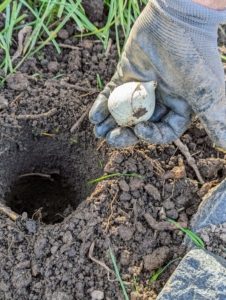 One by one, each bulb is carefully placed into a hole, with the pointed end faced up, or root end faced down. This is very important, so the plant grows properly from the bulb.