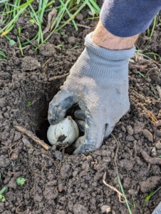 Each of these bulbs is planted in a hole at least six-inches deep. There are already many other bulbs planted here, so Brian is very careful when planting additional bulbs in this space.