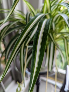 Spider plants produce a rosette of long, thin, arched foliage that is solid green or variegated with white. These plants prefer bright to moderate indirect sunlight.