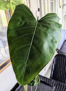 Alocasia is a genus of broad-leaved, rhizomatous, or tuberous perennial flowering plants from the family Araceae. There are more than 95 species native to tropical and subtropical Asia and Eastern Australia. Alocasias have large, arrowhead-shaped leaves with flat or wavy edges on slender stems.