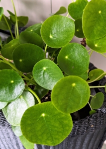 Guests always admire my Chinese money plants, Pilea peperomioides. The Pilea peperomioides has attractive coin-shaped foliage. This perennial is native to southern China, growing naturally along the base of the Himalayan mountains. It is also known as coin plant, pancake plant, and UFO plant.