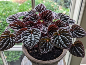 Peperomia caperata ‘Ripple Red’ has iridescent purple-red leaves with very distinct ripples. The small heart-shaped leaves grow into an attractive mounding habit. Peperomia are great succulent lower light houseplants.