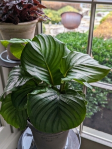 And next to the Peperomia is Calathea - a genus of flowering plants belonging to the family Marantaceae. They are commonly called calatheas or prayer plants. These plants do very well in bright, indirect light. This corner of my porch is perfect, and well protected from any drafts.