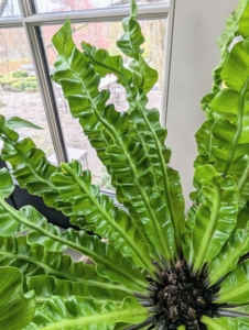 This is a bird’s nest fern. Bird’s nest fern is a common name applied to several related species of epiphytic ferns in the genus Asplenium. It’s identified by the flat, wavy or crinkly fronds. These plants make excellent low light houseplants.