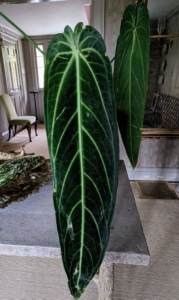 Here is a closer look at the narrow leaves of Anthurium warocqueanum, which can grow to a height of up to two or three feet or more under optimal conditions. Mine is doing so excellently.