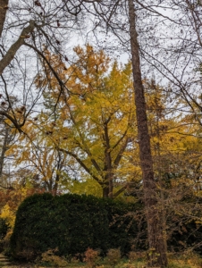 As soon as the giant tree turns color, every day all of us at the farm check to see whether it has dropped its leaves. This is a view from the carriage road outside the garden.
