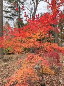 As young trees grow, their colors become even more vibrant. I love seeing how they develop through the seasons – many have such interesting growth habits.