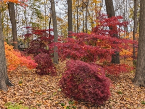 They can withstand very cold temperatures, but in summer, water deeply during dry spells and cut back on the amount of water in late summer to intensify the autumn color.