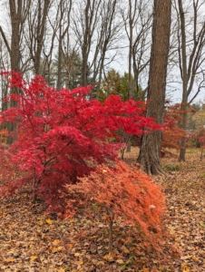 With the right conditions, the fall colors of the Japanese maple may last for several weeks. Unfortunately, as it gets colder, the colors begin to dull. We are expecting lower temperatures this week.