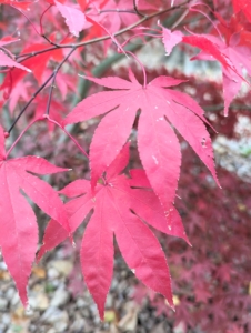 Red leafed cultivars are the most popular, followed by green shrubs with deeply dissected leaves. The leaves in the Palmatum Group are most typical of the wild species. The leaf lobes are more divided, nearly to the leaf base.