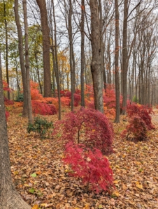 I love the contrast between the bright reds, oranges, yellows, and greens in this grove. The heavy leaf cover on the ground also enriches the soil and adds even more fall color.