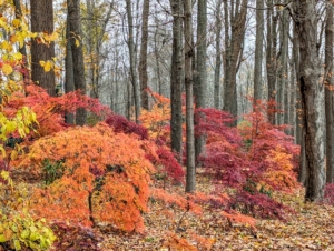 Few trees are as beautiful as the Japanese maple. With more than a thousand varieties and cultivars including hybrids, the iconic Japanese maple tree is among the most versatile small trees for use in the landscape. Every year, all of us here at the farm wait for this woodland to burst with color.