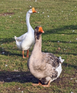 Look closely at the Chinese geese in the back compared to the other in the foreground. The Chinese geese most likely descended from the swan goose in Asia, though over time developed different physical characteristics, such as longer necks and more compact bodies. The Chinese goose is a very hardy and low-maintenance breed.