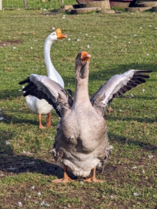 This one is also flapping its wings. Although their heavier weight and build make flying challenging, most domestic geese are capable of flying short distances with strong flapping and a good headwind.