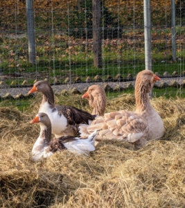 These four made themselves right at home - I think they like their new bed, don't you? Waterfowl don’t need roosts – they are very happy gathering together and sleeping on the ground.