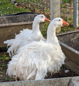 Everyone asks about the Sebastopols. These birds are considered medium-sized birds. Both males and females have pure white feathers that contrast with their bright blue eyes and orange bills and feet. Sebastopol geese have large, rounded heads, slightly arched necks, and keelless breasts.