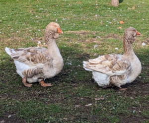 And these buff-brown geese are Toulouse geese. On this breed, the bill is stout, the head large and broad, and the moderately long neck is thick and nearly straight. Often suspended from the lower bill and upper neck is a heavy, folded dewlap that increases in size and fullness with age. The body is long, broad and deep, ending in a well-spread tail that points up slightly. And thanks to their honks, these geese make excellent guardians. They can scare off any animals on the ground and they’re great at spotting aerial predators, such as hawks and falcons.