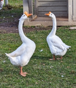 I have several goose breeds. Here is my pair of Chinese geese. The Chinese goose is refined and curvaceous. The Chinese goose holds its head high. Its head flows seamlessly into a long, slim, well-arched neck which meets the body at about a 45 degree angle. Its body is short, and has a prominent and well-rounded chest, smooth breast and no keel. Mature ganders average 12 pounds, while mature geese average 10 pounds.