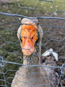 My goose pen is just outside my stable. Eveyone stops to greet the geese when they visit. And the geese all love to watch the activity around the farm.