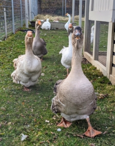 Whenever someone comes near, the geese all come waddling over to see what is happening - they are very curious birds.