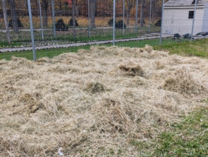 Every year, when the cold weather sets in for the season, we put down a large bed of hay for the geese. It serves as a bed for keeping warm, but it also allows for good footing when it's icy. We use hay grown right here at the farm. The older hay my horses won't eat is perfect for use as insulation around my greenhouses and for the geese enclosure.