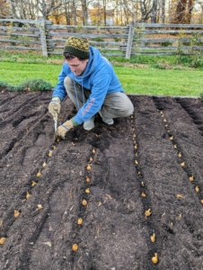 Ryan plants all the bulbs before backfilling, so he can keep track of the planted holes and rows.