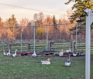 Geese are very hardy and adaptable to cold climates. Waterfowl don’t mind the cold at all. Here they are just enjoying the afternoon at the farm. See you soon, my geese.