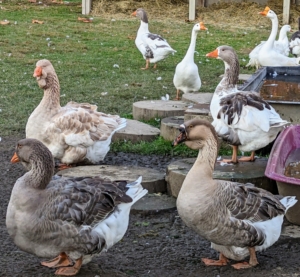 These geese love to gather close together most of the time. And do you know, a group of geese on land is called a gaggle. This is because when geese get together they can get quite noisy and rowdy.