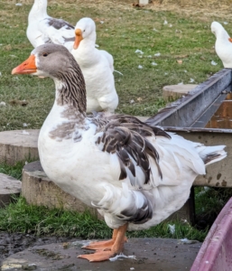 And, while the term “goose” may refer to either a male or female bird, when paired with “gander”, the word goose refers specifically to a female. Gander is the term used to identify a male.