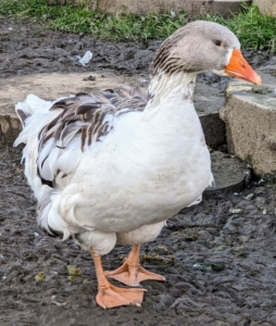 And while both ducks and geese love water, geese don’t require a pond or large swimming pool – they swim much less than ducks and are content with a small dipping pool where they can dunk and clean their noses and beaks.