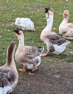 These two in the center are my African geese – a breed that has a heavy body, thick neck, stout bill, and jaunty posture which gives the impression of strength and vitality. The African is a relative of the Chinese goose, both having descended from the wild swan goose native to Asia. The mature African goose has a large knob attached to its forehead, which requires several years to develop. A smooth, crescent-shaped dewlap hangs from its lower jaw and upper neck. Its body is nearly as wide as it is long. African geese are the largest of the domestic geese. These two African geese are often found together in the yard.