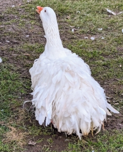 And what is most striking is the plumage. The plumage of the head and upper two-thirds of the neck is smooth, while that of the breast and underbody is elongated and well-curled. Sebastopol geese cannot fly well due to the curliness of their feathers and have difficulty getting off the ground.