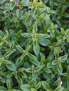 Thyme, Thymus vulgaris, is an herb rich in vitamins A and C. The flowers, leaves, and oil are commonly used to flavor foods.