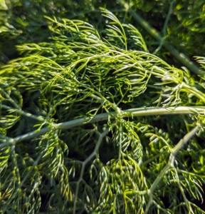 The leaves of fennel are almost identical to those of dill. Fennel plants, which are native to the Mediterranean basin, have a bulbous base that can be eaten like a vegetable, feathery fronds that are used as an herb, and seeds that can be dried for a spice.