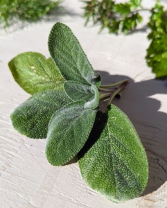 Here is sage. Salvia officinalis, the common sage or sage, is a perennial, evergreen subshrub, with woody stems, grayish leaves, and blue to purplish flowers. It is a member of the mint family Lamiaceae and native to the Mediterranean region. It is popular in fall and winter cooking and baking.