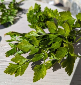 I always grow parsley - I use it in my daily green juice. Parsley, or garden parsley, is a species of flowering plant in the family Apiaceae. It's great in sauces, soups, and stews. It may be finely minced and rubbed on meats before cooking. It is often added to pesto and salads and it is commonly used as a garnish.