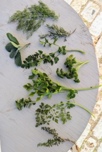 Our summer crops are done, but the weather was still quite mild last week, so many of the herbs were still doing well. These cuttings are parsley, cilantro, sage, chervil, rosemary, oregano, thyme, and fennel.