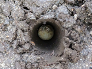 One by one, each bulb is carefully placed into a hole, with the pointed end faced up, or root end faced down, so the plant grows properly from the bulb.