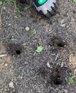 Each bulb is placed in a hole about three to five inches deep. Ryan is always careful to place it in the hole properly. However, if a bulb accidentally gets planted sideways or upside down, it will still grow - it will just take a bit longer.