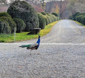I keep all my birds in large, protected enclosures because of the predators that sometime wander through the property, such as coyotes. On this day, I decided to give the peafowl a little freedom to explore. Here is one male walking past the long boxwood allée.