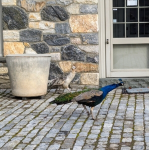 Here are two in front of my stable office exploring every nook. Peafowl are happiest when living in small groups. They often walk around following each other.