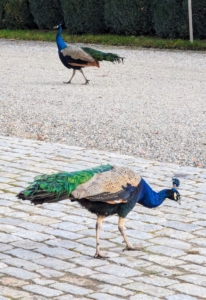 Peafowl are ground feeders. They do most of their foraging in the early morning and evening. As omnivores, they eat insects, plants, grains, and small creatures.