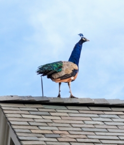Like many birds, peafowl enjoy roosting at higher levels. In the wild, this keeps them safe from predators at night. Here is one peacock up on the stable office roof just watching all the activities.