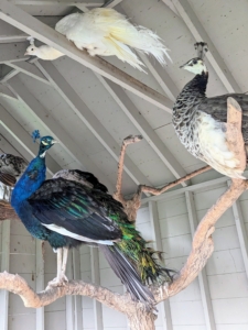 Many had also gone into the coop to perch. Peafowl will look at you in the eye; however, if you stare at them or seem aggressive in your body movements, these birds will feel threatened. Talking softly and keeping eyes averted tells them you are not a predator.