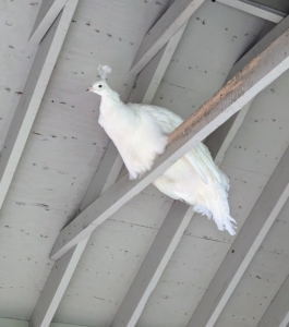 This white peacock is roosting on the rafters inside the coop. The white peacocks are so beautiful. White peacocks are the result of leucism or albinism. While leucistic white peacocks are far more common than albino peacocks, both types are rare.