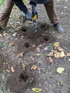 There are several different tools one can use for planting bulbs. Using an auger drill bit attachment specifically for this task, Brian makes the holes - counting them as he goes.
